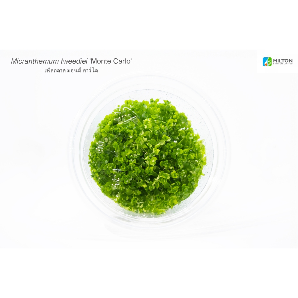 Micranthemum tweediei ‘Monte carlo’ เพิลกลาส