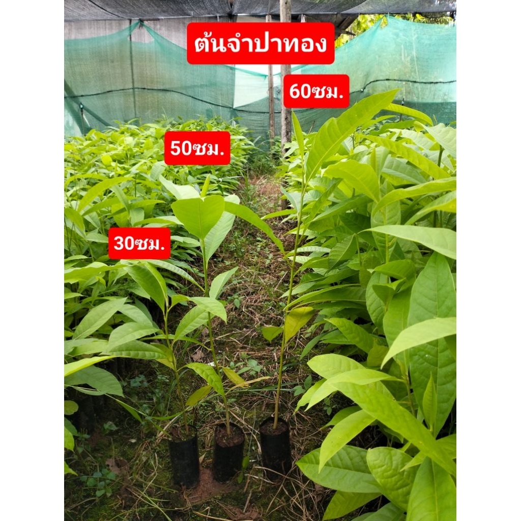 ต้นจำปาทอง สูง30ซม.,50ซม.,60ซม.ไม้ป่า ไม้เศรษฐกิจ