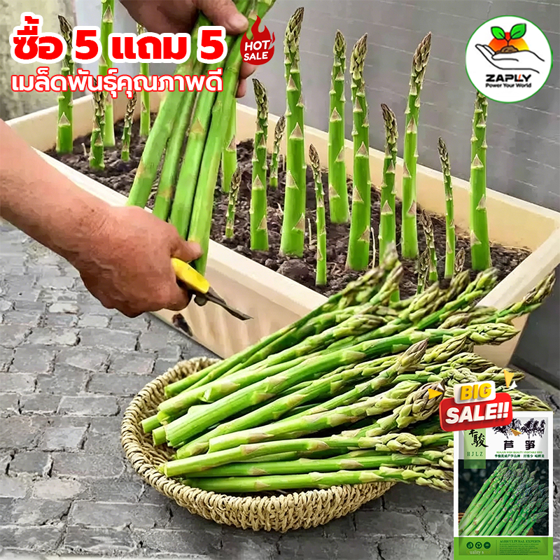 （ซื้อ 5 แถม 5 ฟร）เมล็ดพันธ์ุ หน่อไม้ฝรั่งพันธุ์บร็อคอินพรูฟ 500 เมล็ด Asparagus Brock's Improved หน่อไม้ฝรั่ง