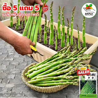 （ซื้อ 5 แถม 5 ฟร）เมล็ดพันธ์ุ หน่อไม้ฝรั่งพันธุ์บร็อคอินพรูฟ 50 เมล็ด Asparagus Brock's Improved หน่อไม้ฝรั่ง