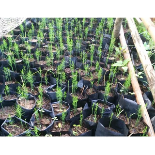 （ซื้อ 5 แถม 5 ฟร）เมล็ดพันธ์ุ หน่อไม้ฝรั่งพันธุ์บร็อคอินพรูฟ 50 เมล็ด Asparagus Brock's Improved หน่อไม้ฝรั่ง