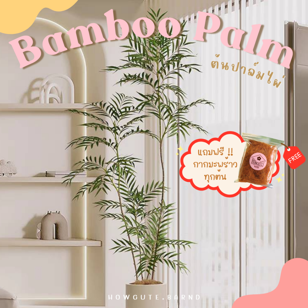 PRE14วันค่ะ BAMBOO PALM (ต้นปาล์มไผ่) ฟอร์มต้นสวย