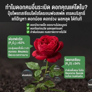 【GreenThumb】โพแทสเซียมไดไฮโดรเจนฟอสเฟต 250 กรัม เร่งดอก เร่งยอดอ่อน เพิ่มการติดผล ใช้ได้กับไม้ดอก ไม้ผล