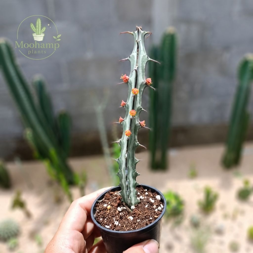 ยูโฟเบีย โกลชิเดียต้า สูง 15 ซม.ขึ้นไป euphorbia glochidiata กระถาง 2.5 นิ้ว ไม้อวบน้ำ กระบองเพชร แคคตัส succulent
