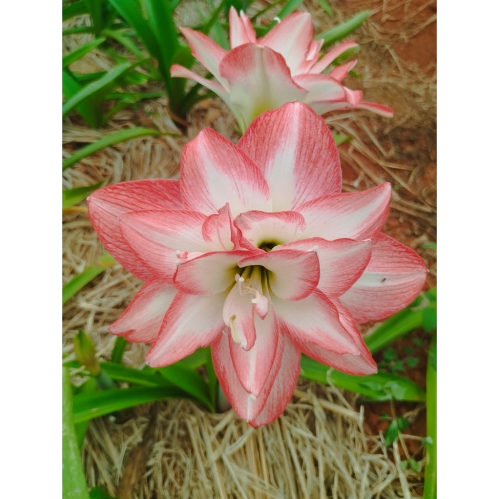 ว่านสี่ทิศ(Blossom Peacock)บอสซั่ม พีคอก ไซส์เล็ก14-16ซม.