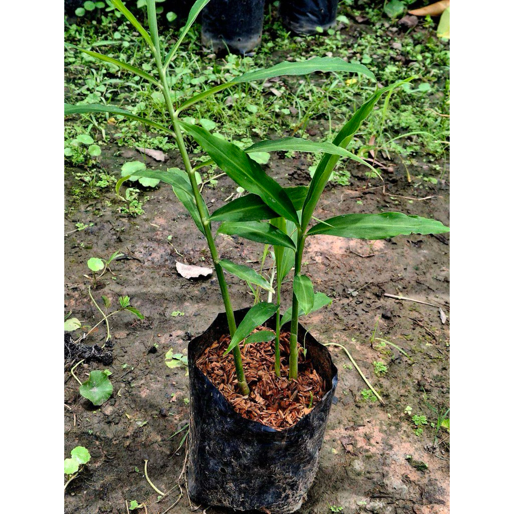 🪴🌿 ขายต้นกล้าขิง พร้อมปลูก โตไว แตกกอดี 🌿🪴