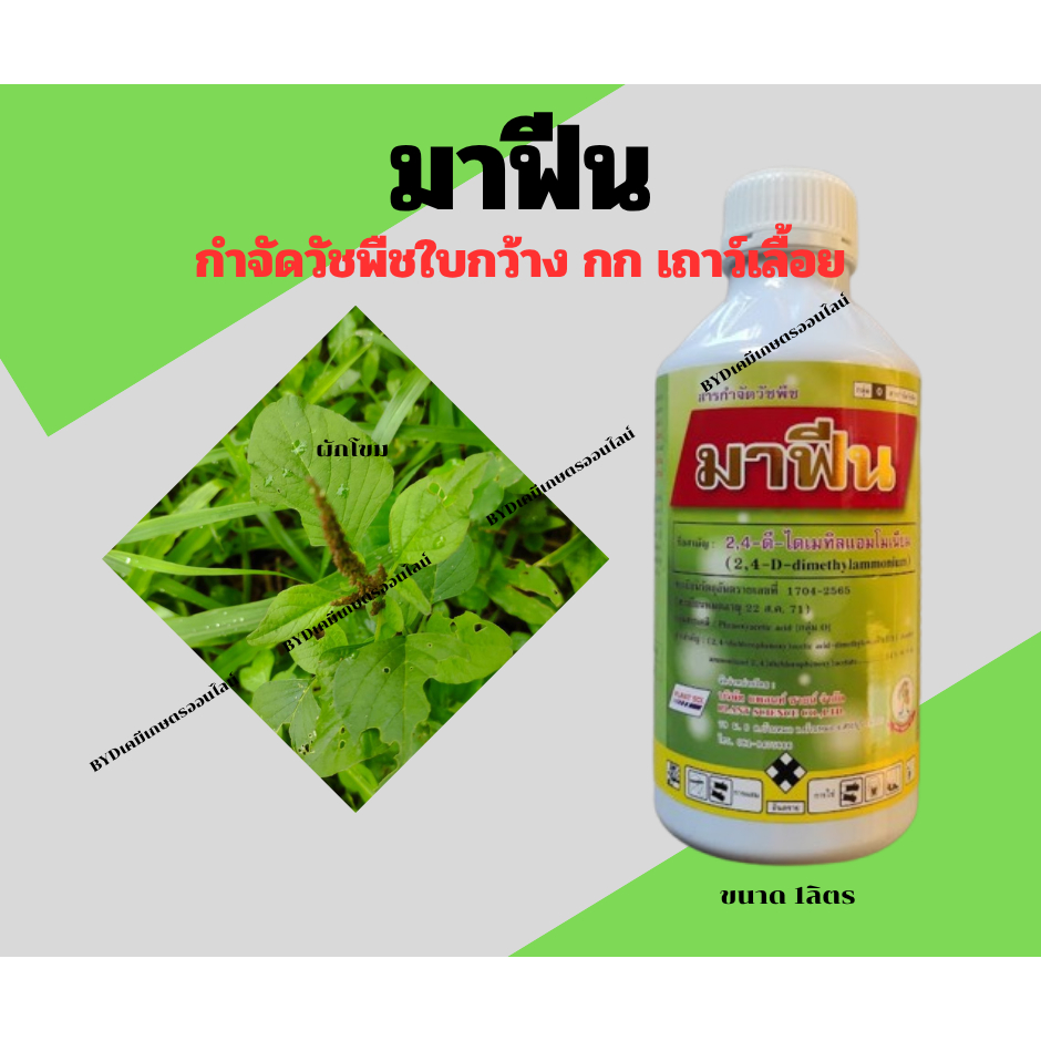 มาฟีน ขนาด1ลิตร  ยาฆ่าหญ้าใบกว้าง24D  24D-ไดเมทิลแอมโมเนียม สูตรน้ำตวงใช้ง่ายไม่ฟุ้ง ไม่ตกตะกอน  กำจ