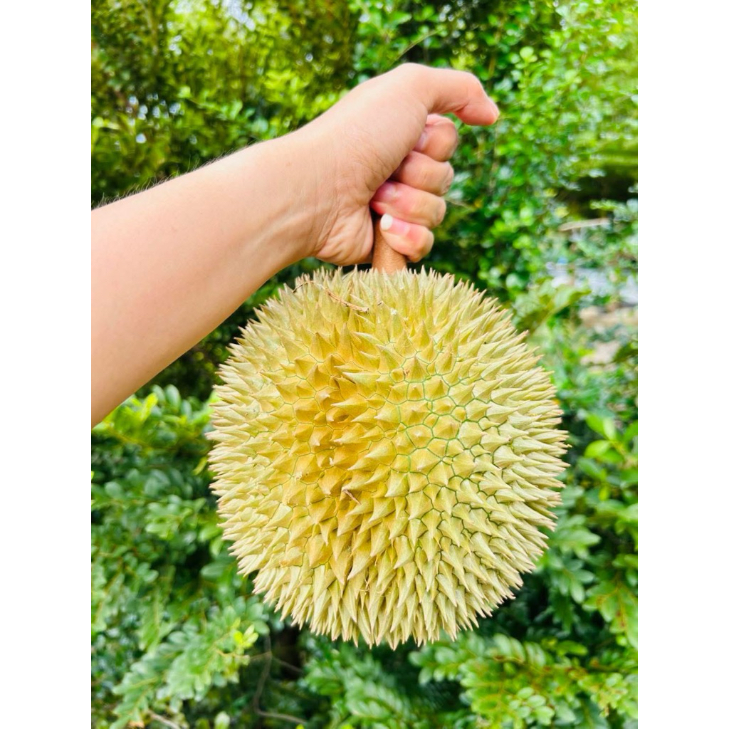 ทุเรียนสาลิกา อ.กะปง จ.พังงา  ของแท้ !!! ขนาด 1.3-1.6 กก. หวานมัน เนื้อเยอะ เม็ดเล็กลีบ