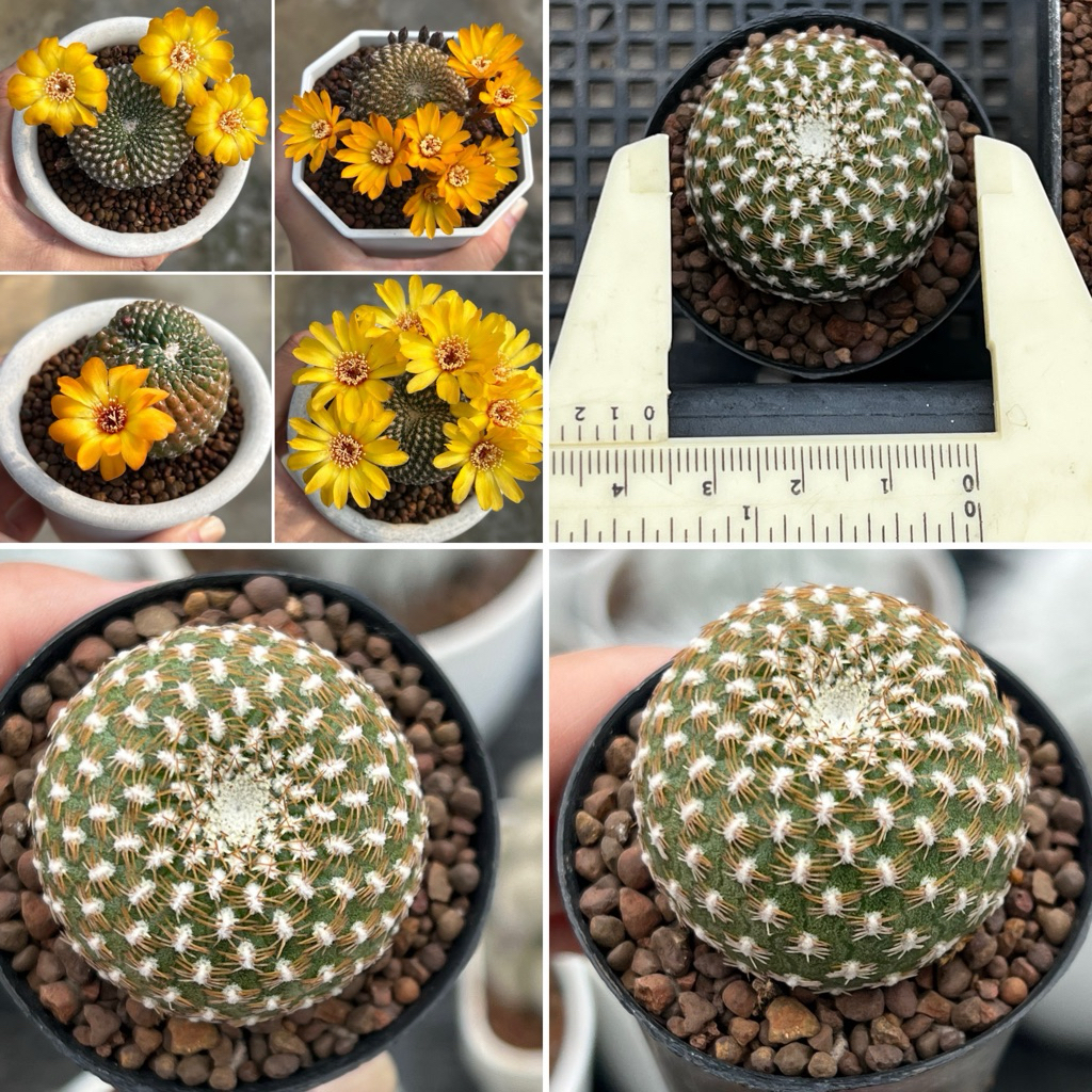 Sulcorebutia arenacea: ซัลโครีบูเทียดอกเหลืองส้ม แคคตัส กระบองเพชร