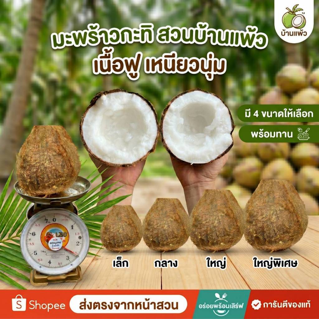 มะพร้าวกะทิ (แบบพร้อมทาน) เนื้อฟู เหนียวนุ่ม สดใหม่ ส่งตรงจากสวนบ้านแพ้ว