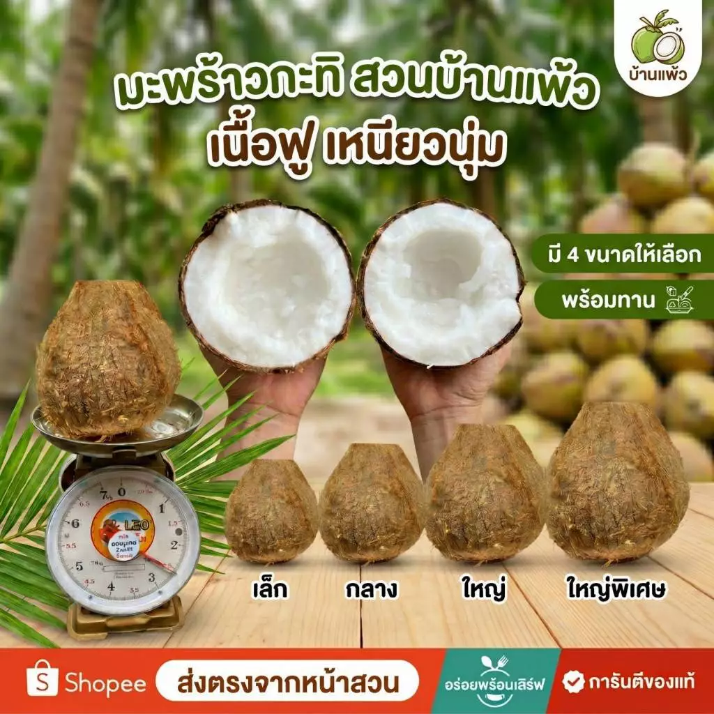 มะพร้าวกะทิ (แบบพร้อมทาน) เนื้อฟู เหนียวนุ่ม สดใหม่ ส่งตรงจากสวนบ้านแพ้ว
