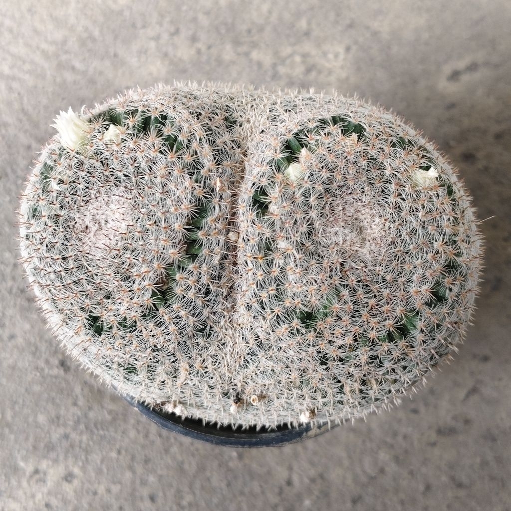 แมม นกฮูก แตกตาสวย Mammillaria Perbella แคคตัส กระบองเพชร cactus&succulent กระถาง4นิ้ว 109บาท