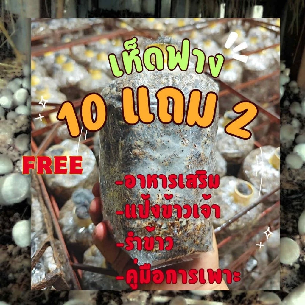 ก้อนเชื้อเห็ดฟาง 10 แถม 2 พร้อมคู่มือ + อาหารเห็ด 3 ชนิดครบชุด