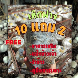 ก้อนเชื้อเห็ดฟาง 10 แถม 2 พร้อมคู่มือ + อาหารเห็ด 3 ชนิดครบชุด