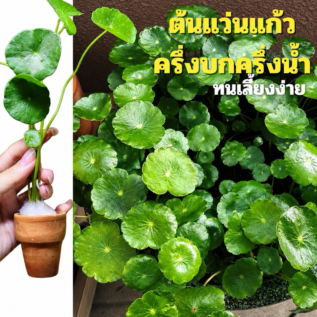 ต้นแว่นแก้ว​  💕(กระถาง) 5แถม 1 🌿ไม่ต้องใช้co2.ใส่ตู้ปลากัดได้