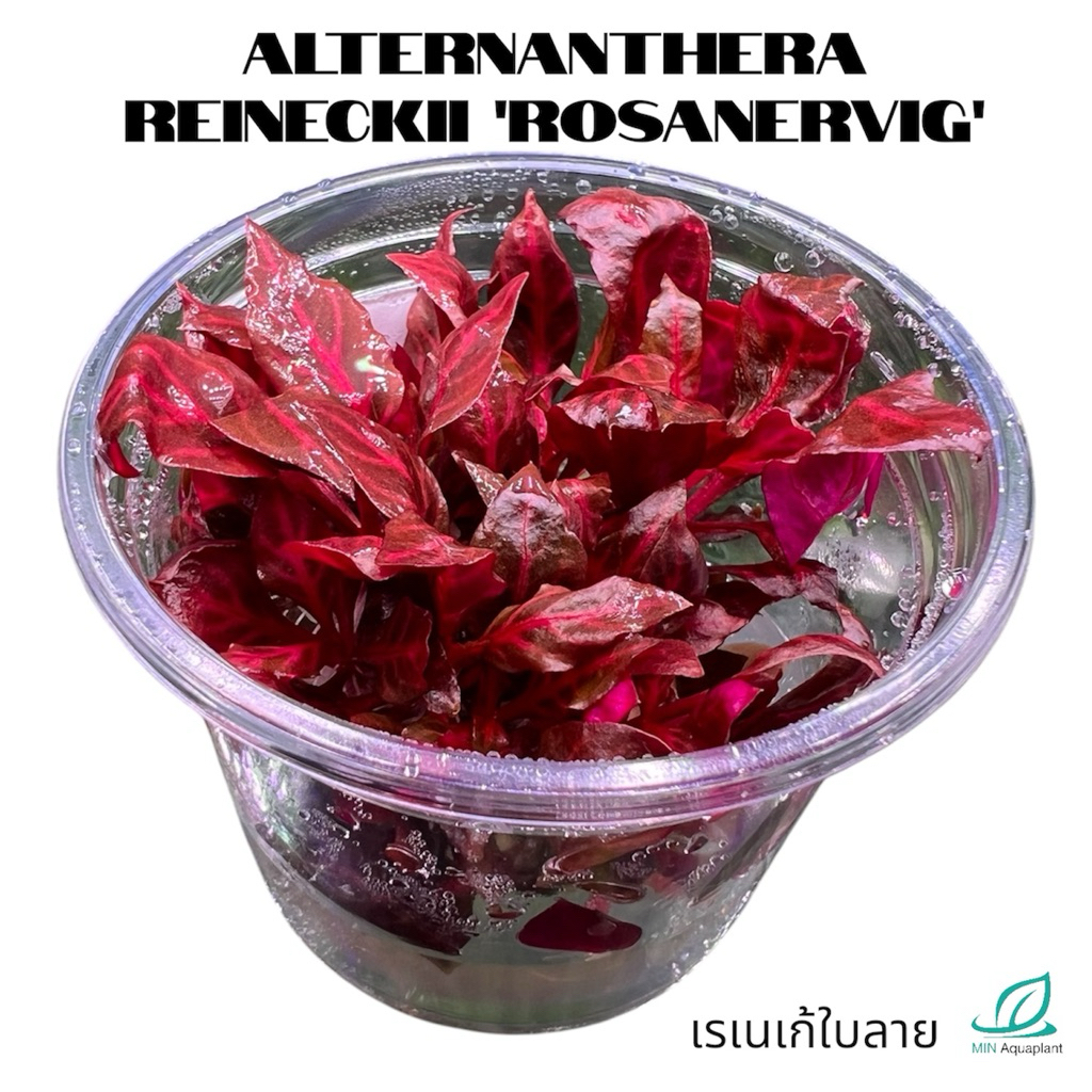[Min] Alternanthera reineckii 'Rosanervig' ไม้ข้อกลางตู้สีแดงเข้มมีลายที่ใบ โตช้าปานกลาง แบบเนื้อเยื่อ