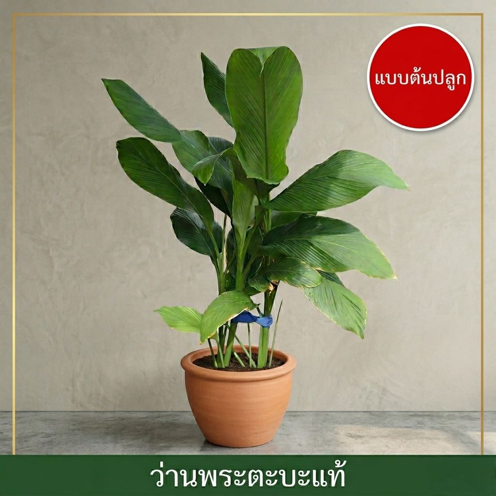 ว่านมงคล ว่านพระตะบะ (สายพันธุ์แท้) ว่านกันผี ขับไล่สิ่งอัปมงคล เเบบต้นพร้อมปลูก