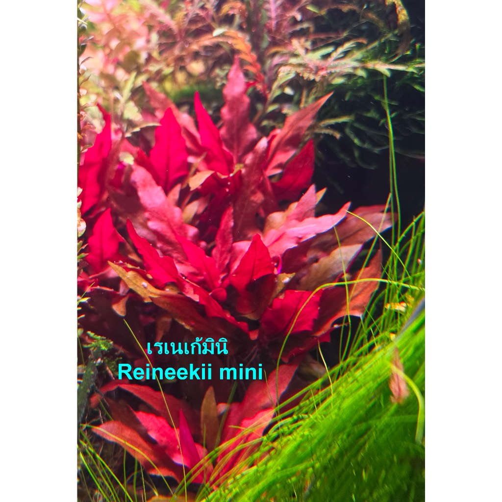 เรเนเก้มินิ Reineekii mini