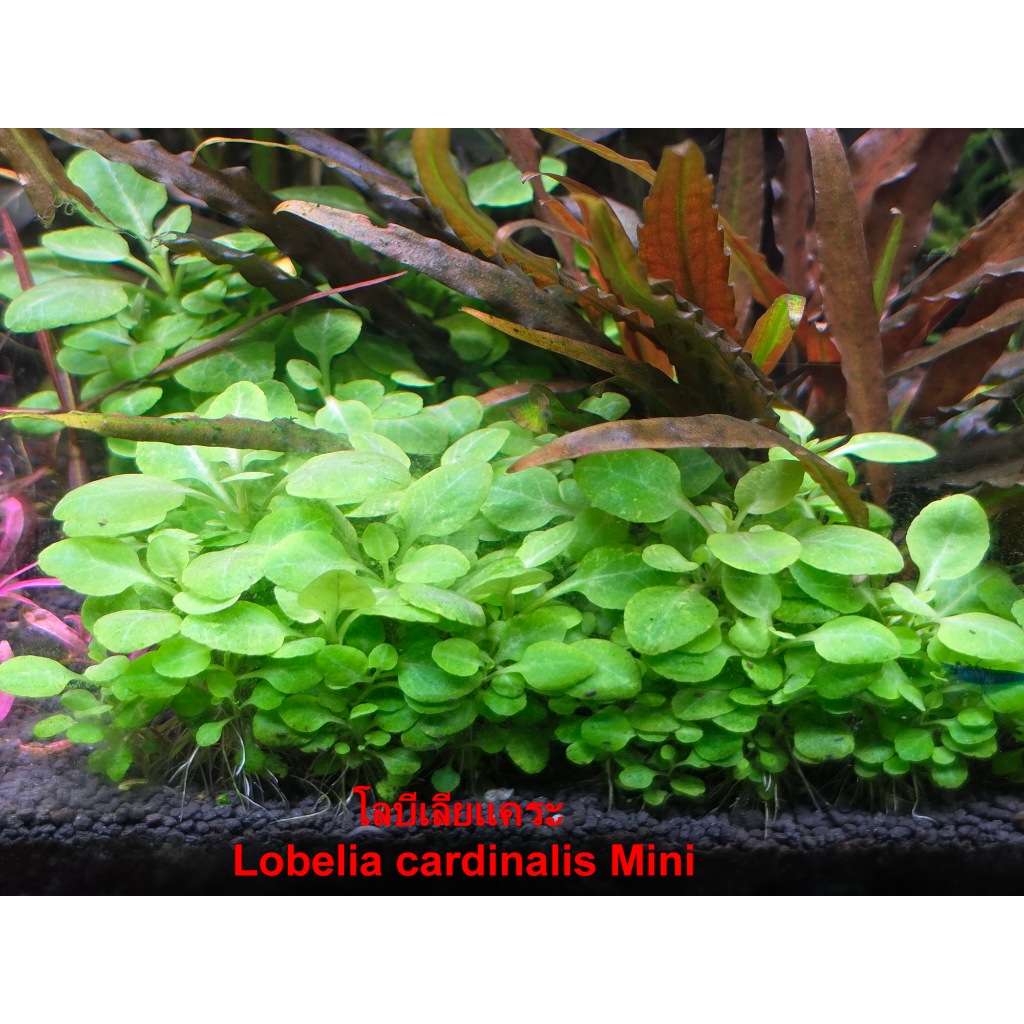 โลบีเลียแคระ Lobelia cardinalis Mini