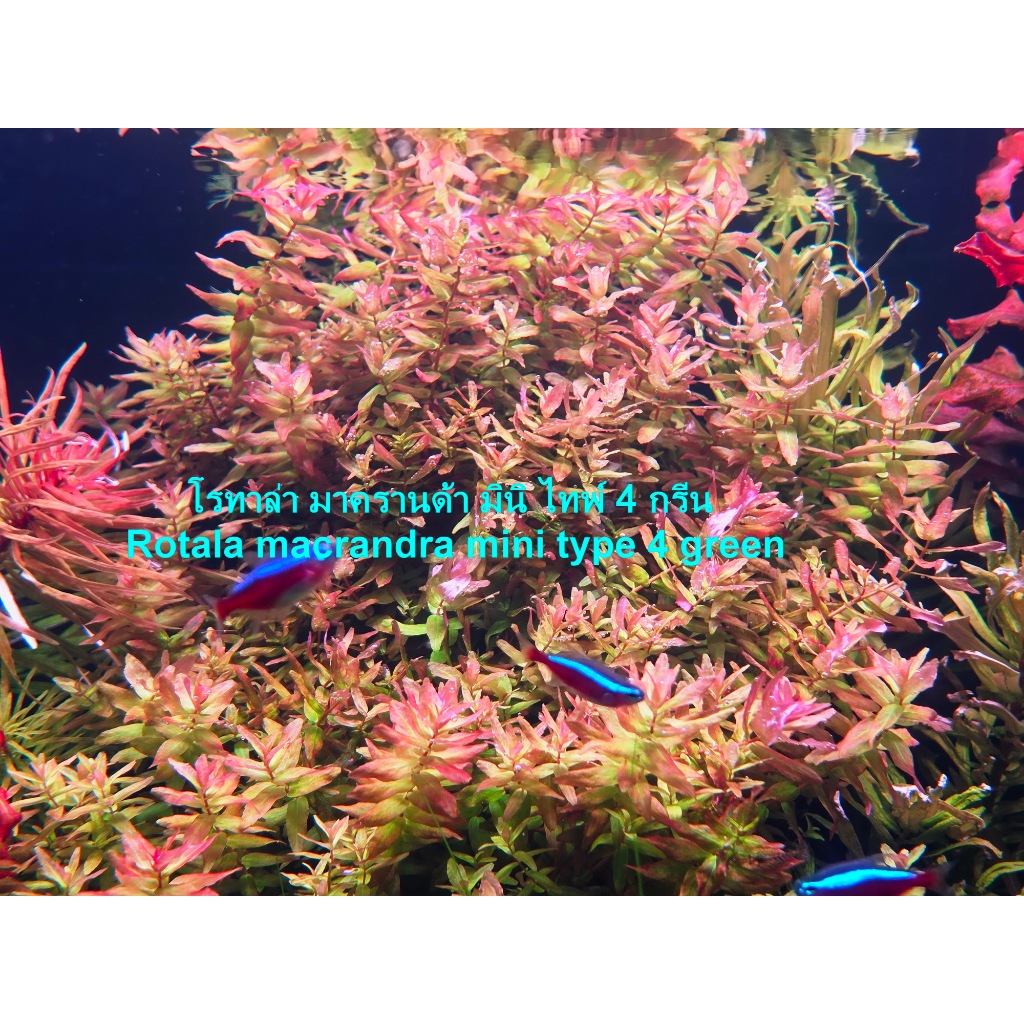 โรทาล่า มาครานด้า มินิ ไทพ์ 4 กรีน rotala macrandra mini type 4 green