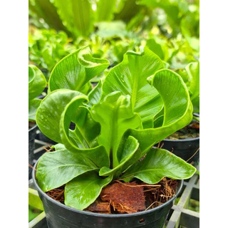 เฟิร์นคอบบร้า [Cobra Bird's nest fern] กระถางดำ 4 นิ้ว