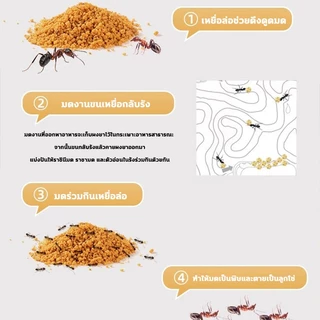 ✅ในระยะ1000เมตรไม่มีมด✅ผงฆ่ามด ผงโรยมด ผงกำจัดมด ยาฆ่ามด 500g สูตรตายยกรัง ภายใน 5 นาที ปกป้องยาวนาน ปลอดภัยสำหรับคน