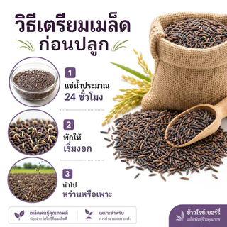 เมล็ดพันธุ์ข้าวไรซ์เบอร์รี่ ปลูกง่าย งอกไว [พันธุ์แท้ ม.เกษตร] ข้าวเปลือกคัดมือ เมล็ดสมบูรณ์ ปลูกได้ทุกพื้นที่