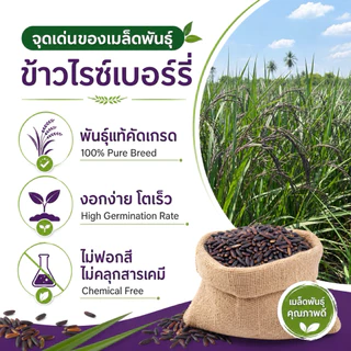 เมล็ดพันธุ์ข้าวไรซ์เบอร์รี่ ปลูกง่าย งอกไว [พันธุ์แท้ ม.เกษตร] ข้าวเปลือกคัดมือ เมล็ดสมบูรณ์ ปลูกได้ทุกพื้นที่