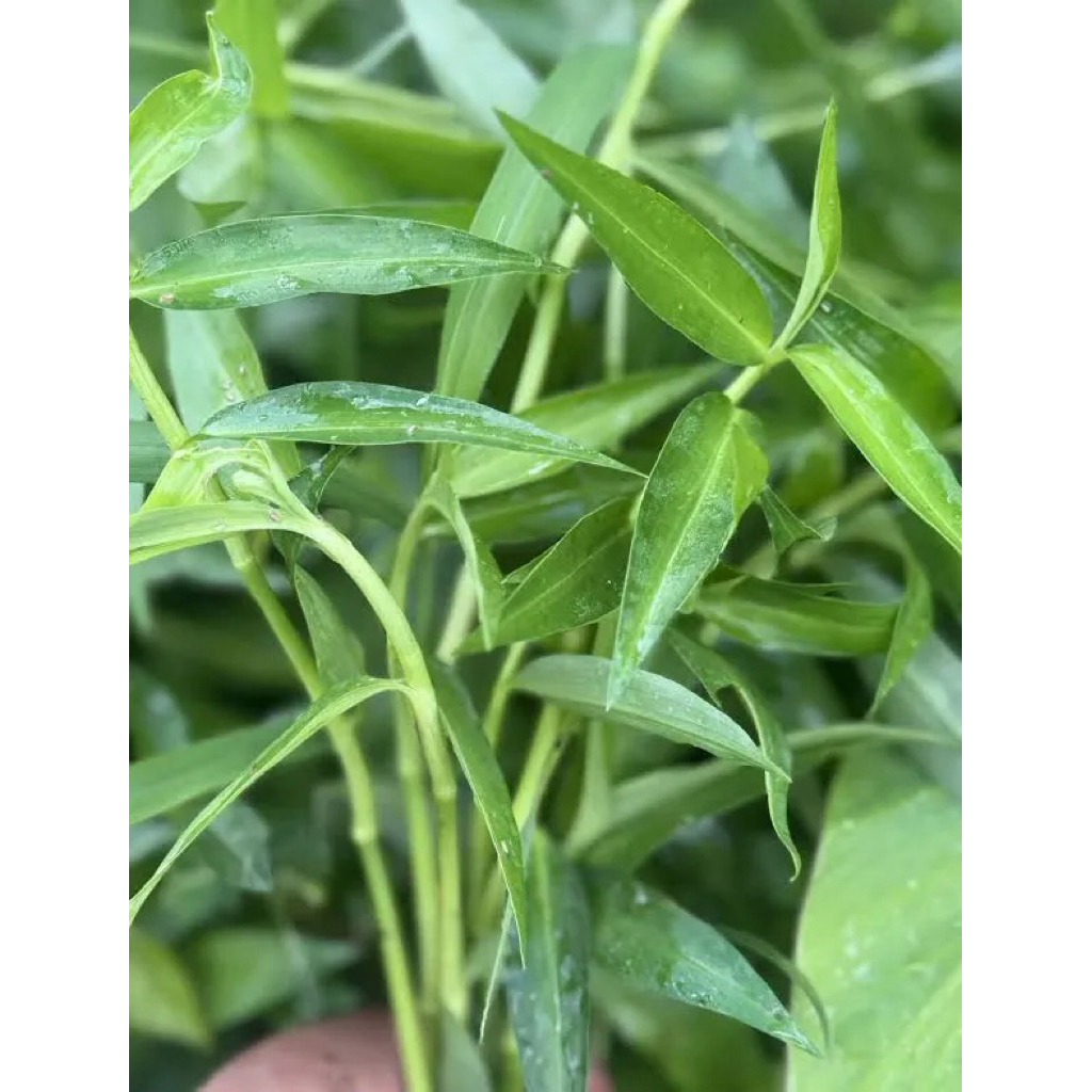 🌱 ต้นกล้าผักปราบใบแหลม ออแกนิก 🌱 ต้นแข็งแรง รากแน่น พร้อมปลูก 5 แถม1 🌿✨