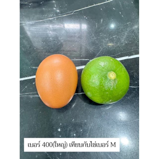 มะนาวแป้นรำไพสวนแท้ เกรดAAA ลูกสวย ใหญ่ กลาง เล็ก 1กิโล 20-40ลูก ตามไซส์ เปลือกบาง น้ำเยอะ หอม ดำเนิน บ้านแพ้ว