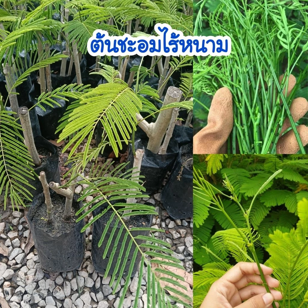 ต้นชะอมไร้หนาม (ชุด 2 ต้น) พันธุ์แท้ 100%