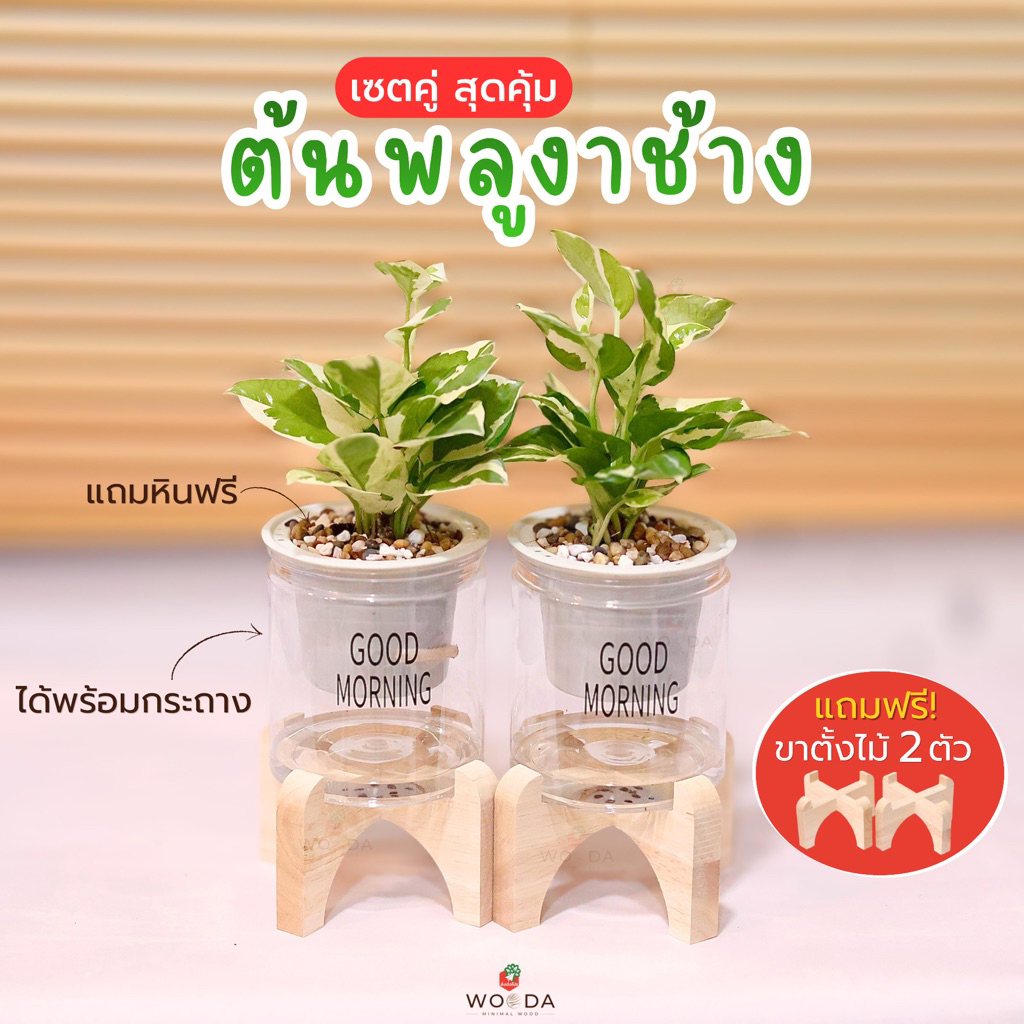 เซตคู่กระถางใส่น้ำ พร้อมต้นพลูงาช้าง แถมขาตั้งฟรี+หินโรย