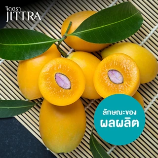 จิตตรา ต้นพันธุ์มะยงชิดทูลเกล้า มะปรางลำยงค์ เสียบยอดสูง 50-70 ซม. โตไว ให้ผลเร็ว พร้อมส่ง เคลมฟรี