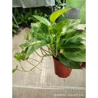 พลูด่าง/พลูด่างราชินีหินอ่อนMarble Queen กระถาง3-8นิ้วและแบบกิ่งตัดสด