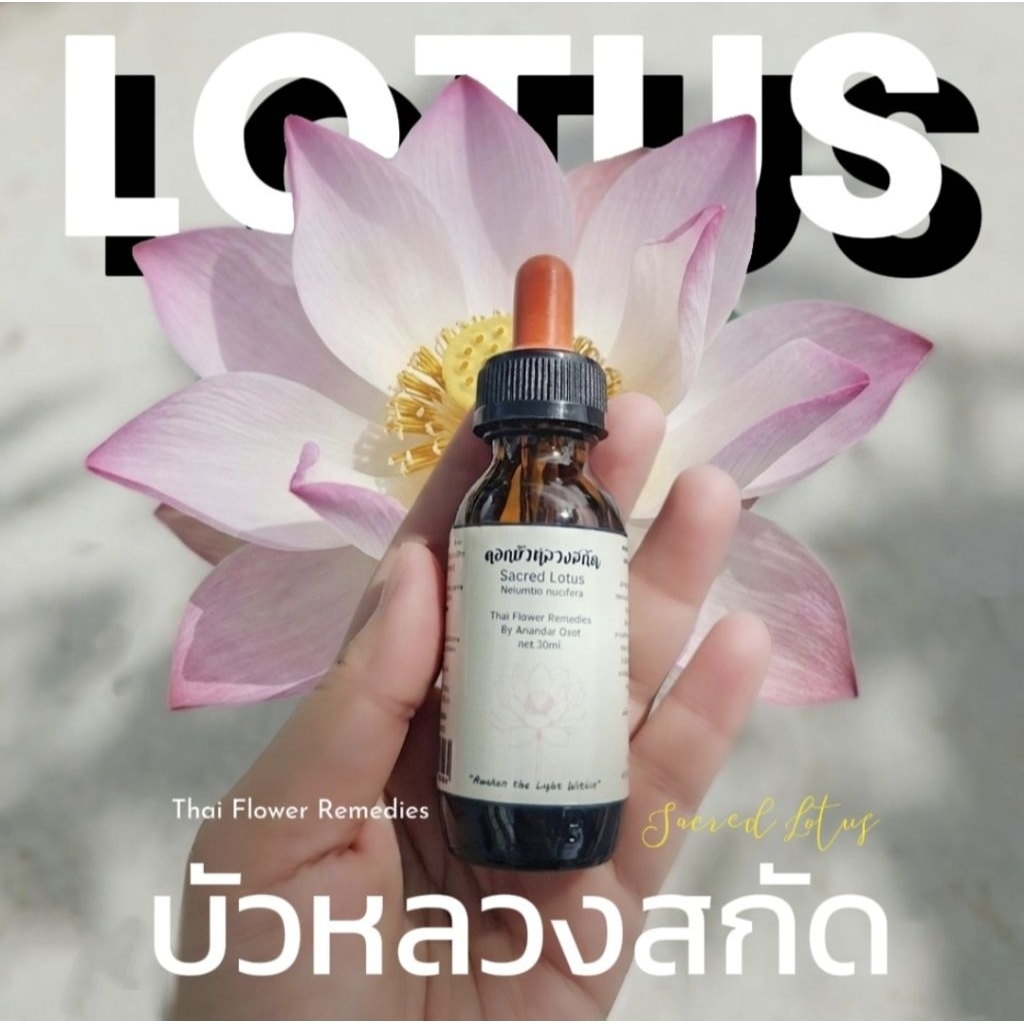 ดอกบัวหลวงสกัดเชิงพลังงานบำบัดจิตและอารมณ์ Thai flower rememdies