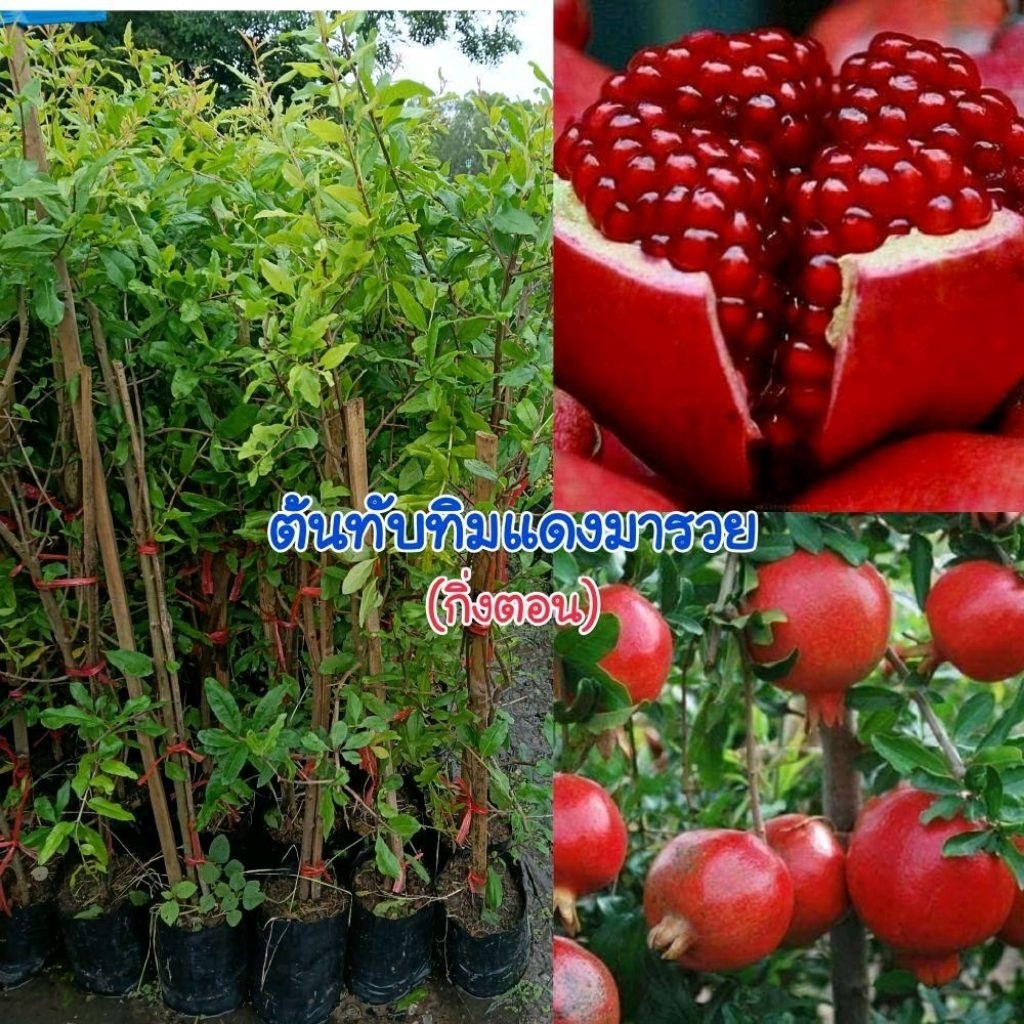 ต้นทับทิมแดงอินเดีย (กิ่งตอน) ผลสีแดงรสชาติหวานฉ่ำ ปลูกในกระถางได้