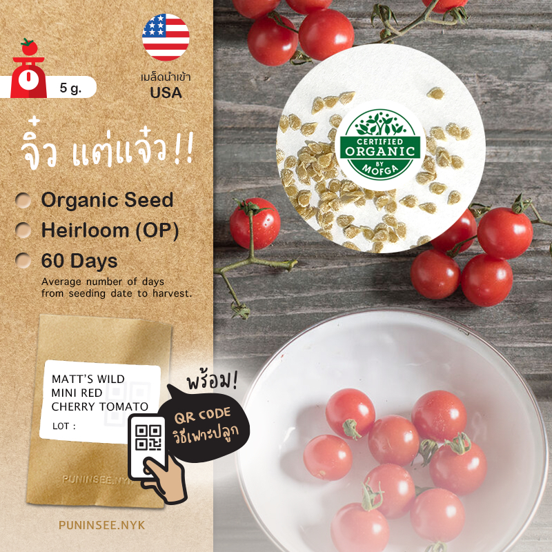 เมล็ดผักนำเข้า มะเขือเทศเชอรี่สีแดง Matt's Wild Cherry Tomato (Organic Seed) ลูกจิ๋ว ทรงกลม รสหวาน