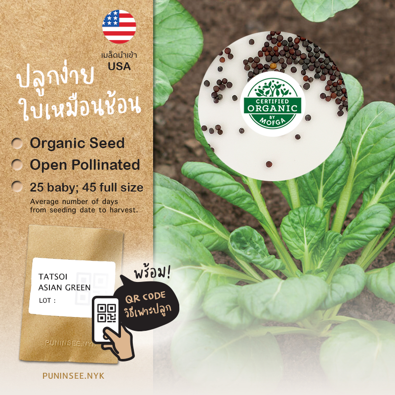 1แถม1 เมล็ดผักนำเข้า กวางตุ้งญี่ปุ่น แทตฉ่อย Tatsoi, Tat Choy (Organic Seed) กวางตุ้งดอกไม้​ไฟ ใบกลม