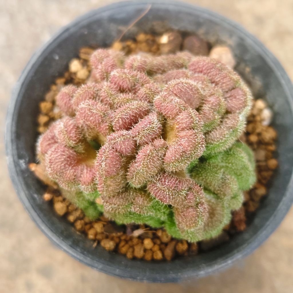 แมม สมองแดง Mammillaria Compressa cv. Yokan แคคตัส กระบองเพชร cactus&succulent ราคา 80บาทกระถาง2นิ้ว