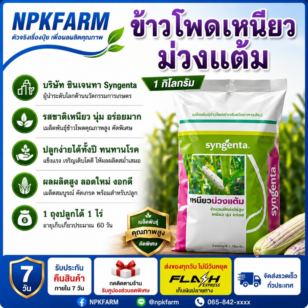 ซินเจนทา ข้าวโพดเหนียวม่วงแต้ม ขนาด 1 กิโลกรัม หมดอายุ 11/69 รสชาติเหนียว นุ่ม อร่อย ปลูกได้ตลอดปี