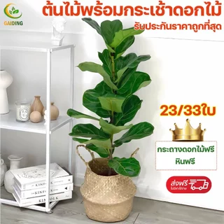 GAIDING-【การรับรองshopee:ซื้อแพงคืนเงินส่วนต่าง】GAIDING ต้นไม้ปลอม ต้นไม้มงคล ฟรีกระถางดอก+หินตกแต่ง ต้นไม้ตกแต่งมินิมอล