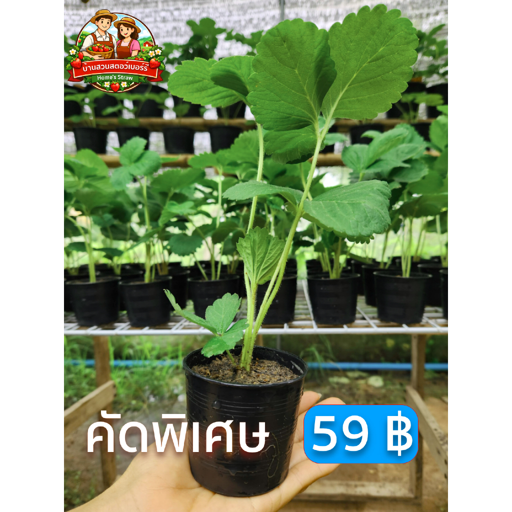 ต้นสตอเบอรี่ พันธุ์ 329 ในกระถาง 3 นิ้ว คัดพิเศษเฉพาะต้นที่รากเดินสมบูรณ์ ปลูกง่าย ทนร้อน