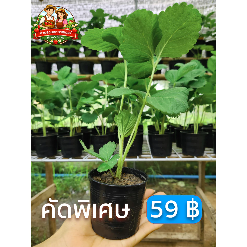 ต้นสตอเบอรี่ 🍓พันธุ์329 ในกระถาง 3 นิ้ว คัดพิเศษเฉพาะต้นที่รากเดินสมบูรณ์ ปลูกง่าย ทนร้อน