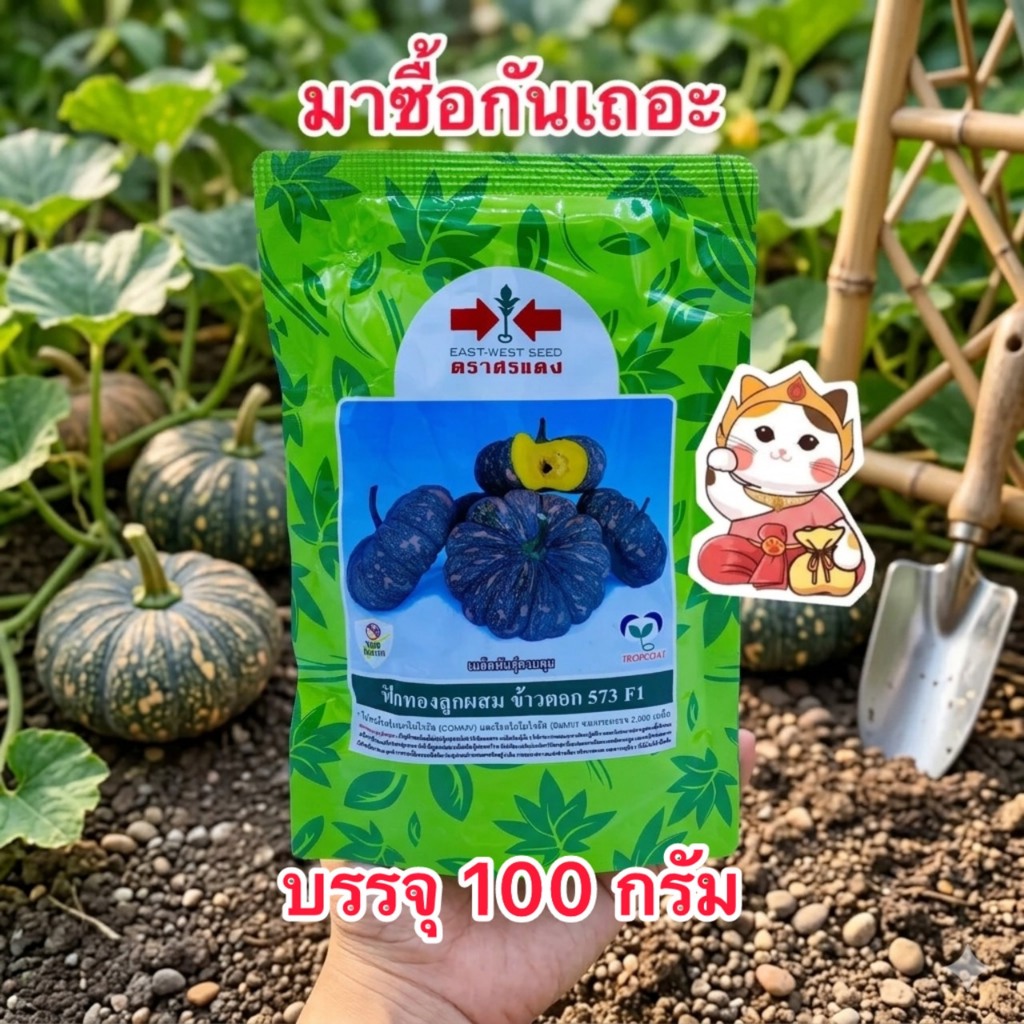 ฟักทองลายข้าวตอก ศรแดง ข้าวตอก 573 (สิ้นอายุ10/70)บรรจุ100กรัม/ซอง