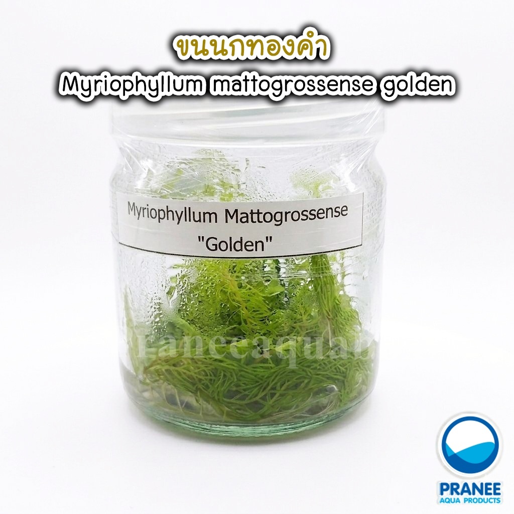ขนนกทองคำ Myriophyllum mattogrossense golden เนื้อเยื่อ ต้นไม้น้ำตกแต่งตู้ปลา ***อ่านรายละเอียดก่อนสั่งซื้อ***