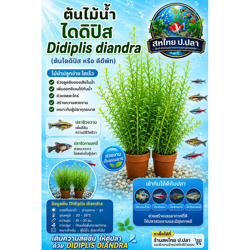 ต้นไม้น้ำ ไดดิปิส พร้อมกระถาง “Didiplis diandra” ราคาต่อกระถาง(7กระถาง แถม1 กระถาง) ใส่ตู้ไม้น้ำ ตู้นาโน อ่างปลา