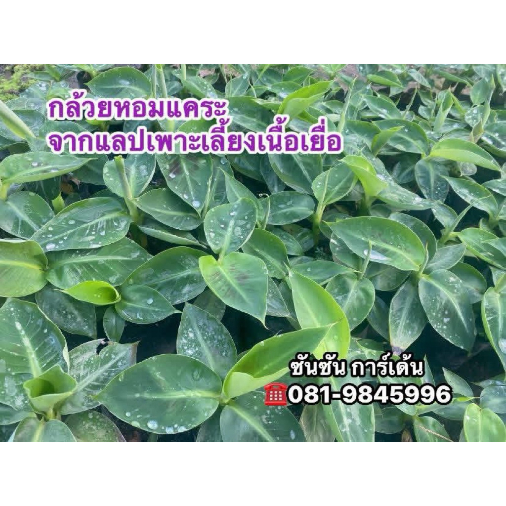 ต้นกล้วยหอมแคระ ผลทานได้ (จำนวน 2 ต้น) 🌱จากแลปเพาะเนื้อเยื่อ จึงปลอดโรคและหนอนกอ 100 %