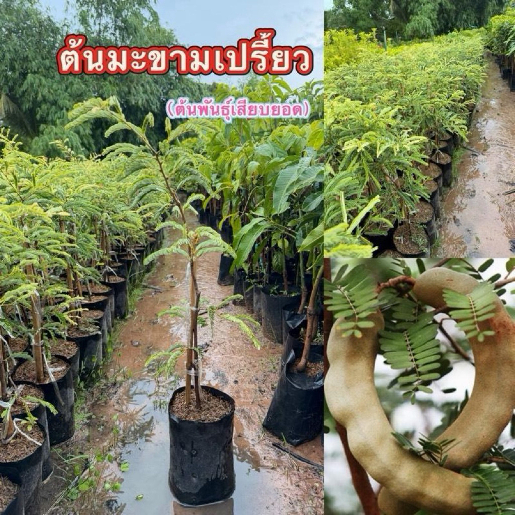 ต้นมะขามเปรี้ยว (ต้นพันธุ์เสียบยอด) ชุด1ต้น