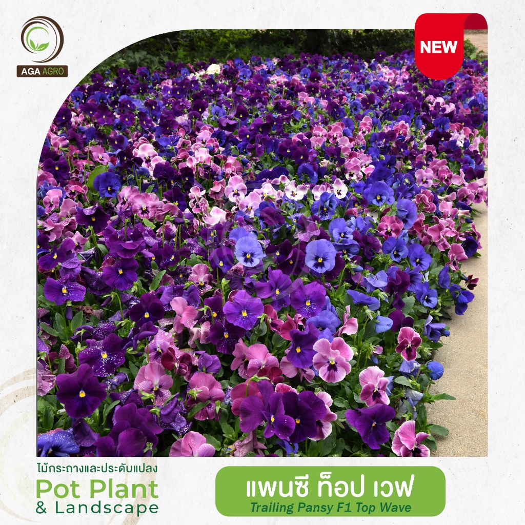 AGA AGRO I "แพนซี ท็อป เวฟ" พันธุ์เลื้อยตัวใหม่! ดอกใหญ่ 50 เมล็ด-Pansy F1 Top Wave
