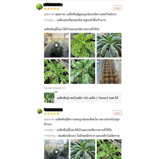 เมล็ดพันธุ์ เคลไดโน 100 เมล็ด [ 10แถม2 ]คละได้